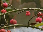 Rosso d’autunno