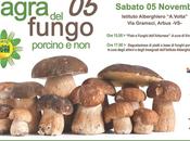 Arbus Sagra fungo Porcino