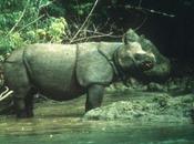 Rinoceronte Java estinto Vietnam