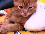 micio