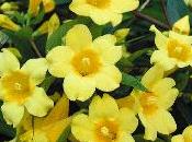 Cos'è Gelsemium Sempervirens?