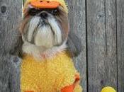travestimenti Halloween