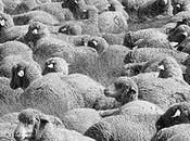 "Difesa lupi contro pecore" Hans Magnus Enzenberger