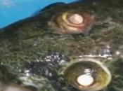 Blinky pesce occhi