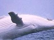 Balena incaglia muore porto Savona