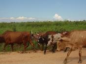 Raccontare l'Africa...dalla terra Djeri alla Walo