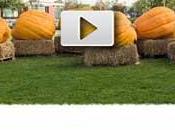 Google festeggia Halloween logo Video