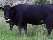 Cinisi: Mucche malate scatta l’allarme carne
