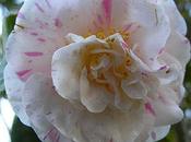 camelia freddo