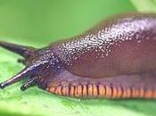 Ricordatevi mangiare lumache vive