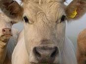 patrimoniale nella lista delle cose fare, disperate!