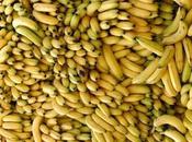 banane: loro proprietà curative, Raccomandazioni Ricette