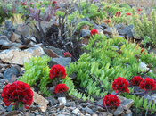 Foto giorno novembre 2011 fiori deserto atacama