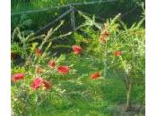Callistemon: chiamatelo “scovolino” favore!