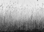 Imago presenta: “Print Review: lettura analisi della stampa bianco nero”