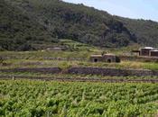 Recensione vino Moscato Liquoroso Pantelleria
