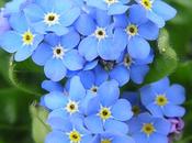 Myosotis
