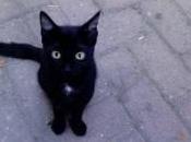 AIDAA lancia l’allarme sullo sterminio gatti neri