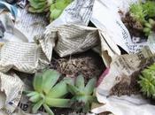 Sempervivum