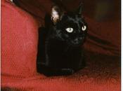 Novembre Giornata Gatto Nero