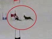 Cervo piasta,Gisin evita soffio