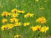arnica