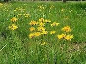 arnica montana