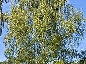 tintura madre betulla