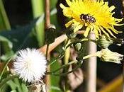 tintura madre tarassaco