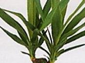 Radici yucca