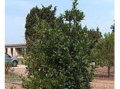 decotto alloro