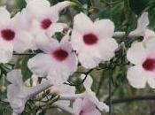 Pandorea (Pandorea jasminoides)