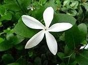 Gelsomino (Jasminum polyanthum)
