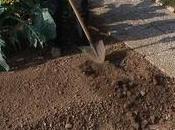 Coltivazione degli asparagi