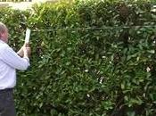 Potatura delle siepi foglia caduca ceppaie