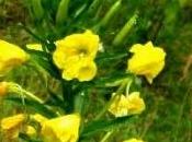 Rapunzia