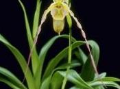 Orchidee phragmipedium