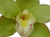 Orchidea Cymbidium