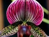 Come fotografare orchidee