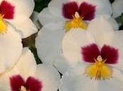 Orchidee miltonia