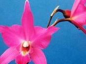 Orchidee laelia