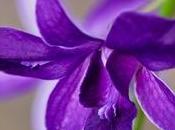 Coltivazione orchidee