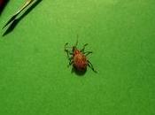 Malattie Rosa bianca