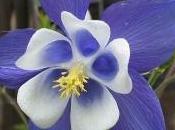 aquilegia