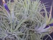 Tillandsia