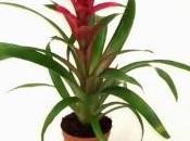 Guzmania