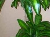 Dracena