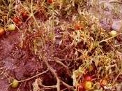 marciume colletto pomodori