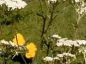 achillea