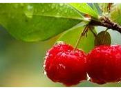 acerola